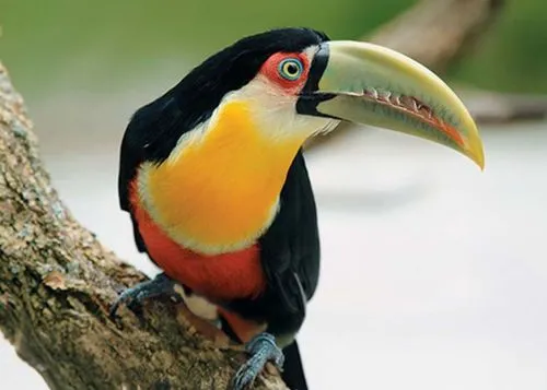 Projeto Habitá de animais silvestres do Instituto Tatiana Siaulys