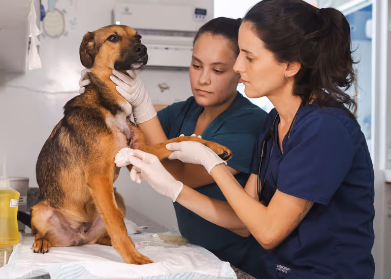 Equipe do Centro de abrigo e adoção Encontrei um Amigo