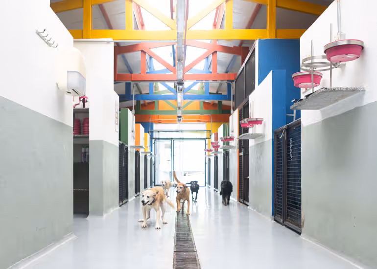 Estrutura do Centro de abrigo e adoção Encontrei um Amigo