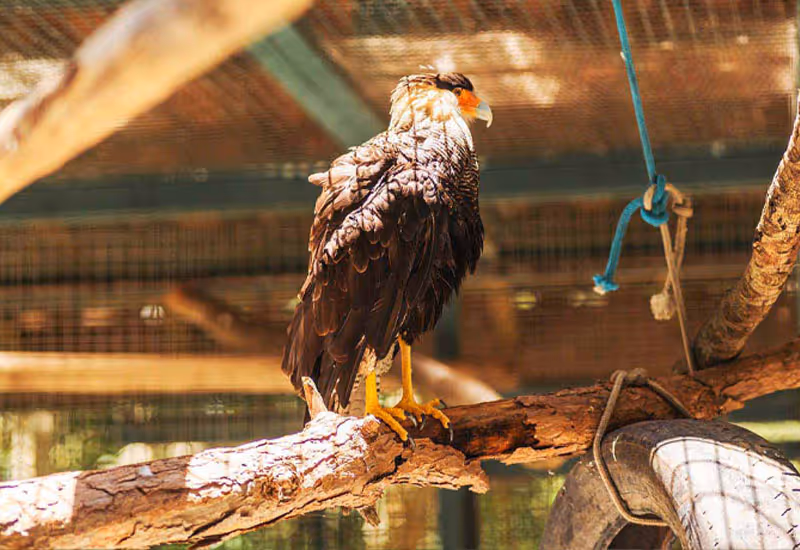 Habitá de animais silvestres