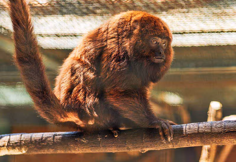 Habitá de animais silvestres