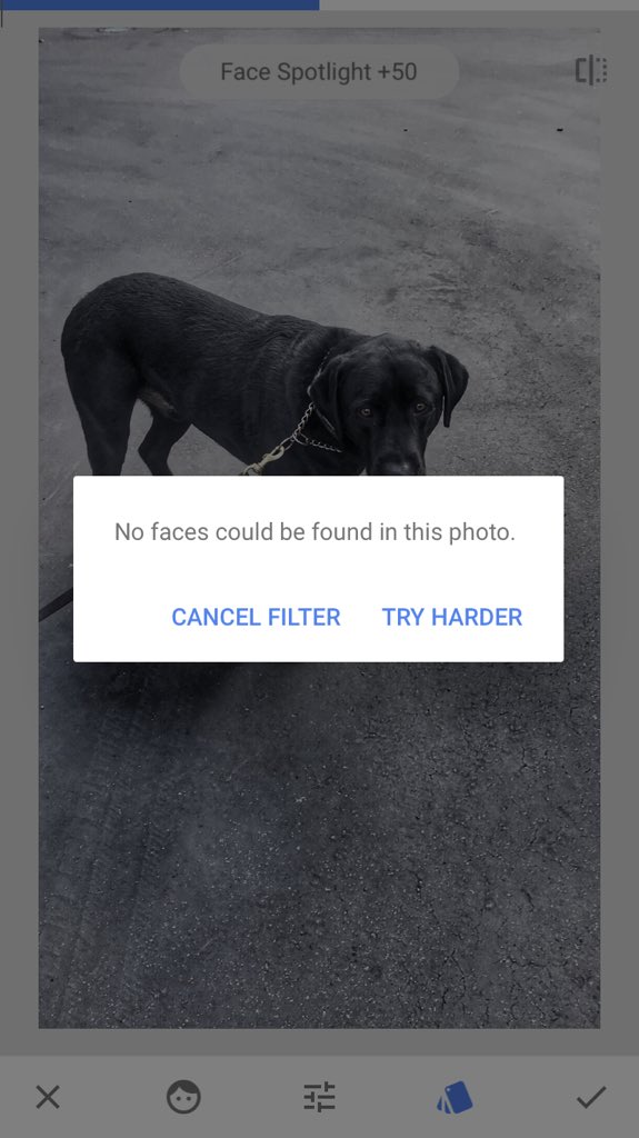 A popup alert over a picture of a dog that reads: No faces could be found in this photo. The two buttom options are, "CANCEL FILTER" or "TRY HARDER."