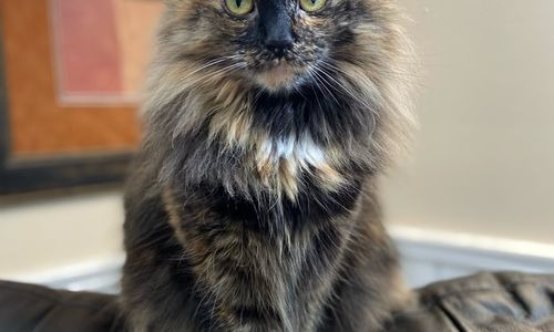 Placeholder image example 2