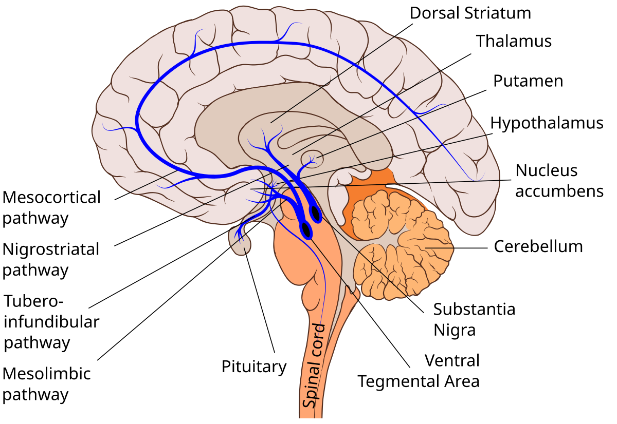 https://upload.wikimedia.org/wikipedia/commons/thumb/d/d8/Dopaminergic_pathways.svg/1200px-Dopaminergic_pathways.svg.png