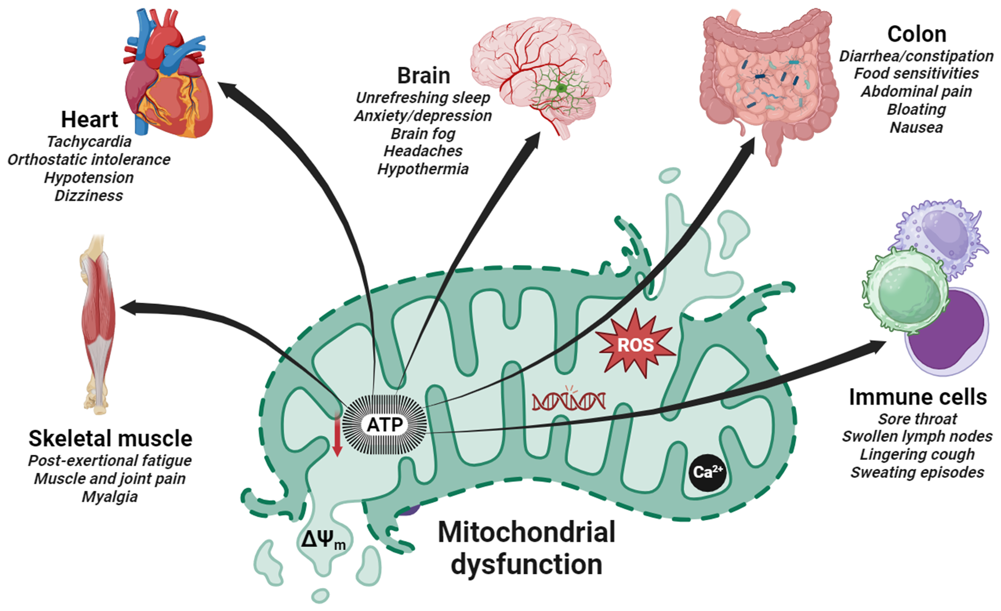 Mitochondrial Dysfunction