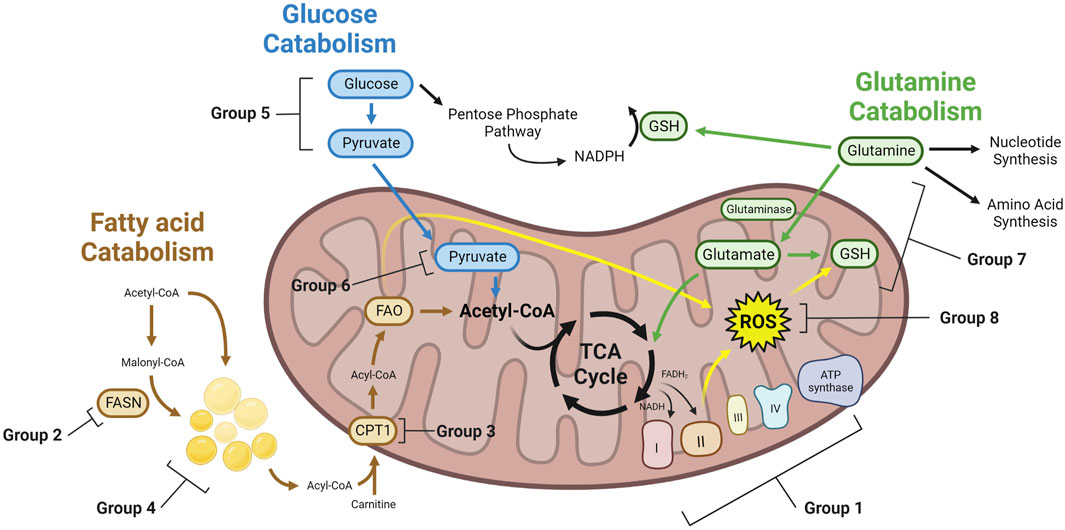 mitochondrial dysfunction and cancer