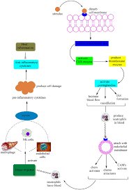 https://www.researchgate.net/publication/357640227/figure/fig3/AS%3A1109413200961536%401641516127123/Mechanism-of-inflammation.ppm