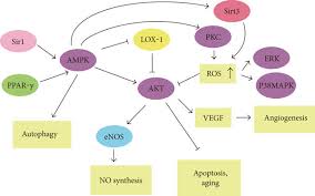 https://www.researchgate.net/publication/316266219/figure/fig4/AS%3A1086521788633089%401636058389010/Schematic-diagram-of-AMPK-pathway-The-indicates-activation-or-induction-and-the.jpg