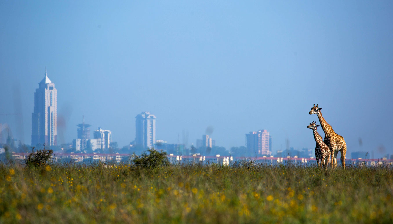 Giraffe with the high rises in the distance showing nature and commerce of Kenya