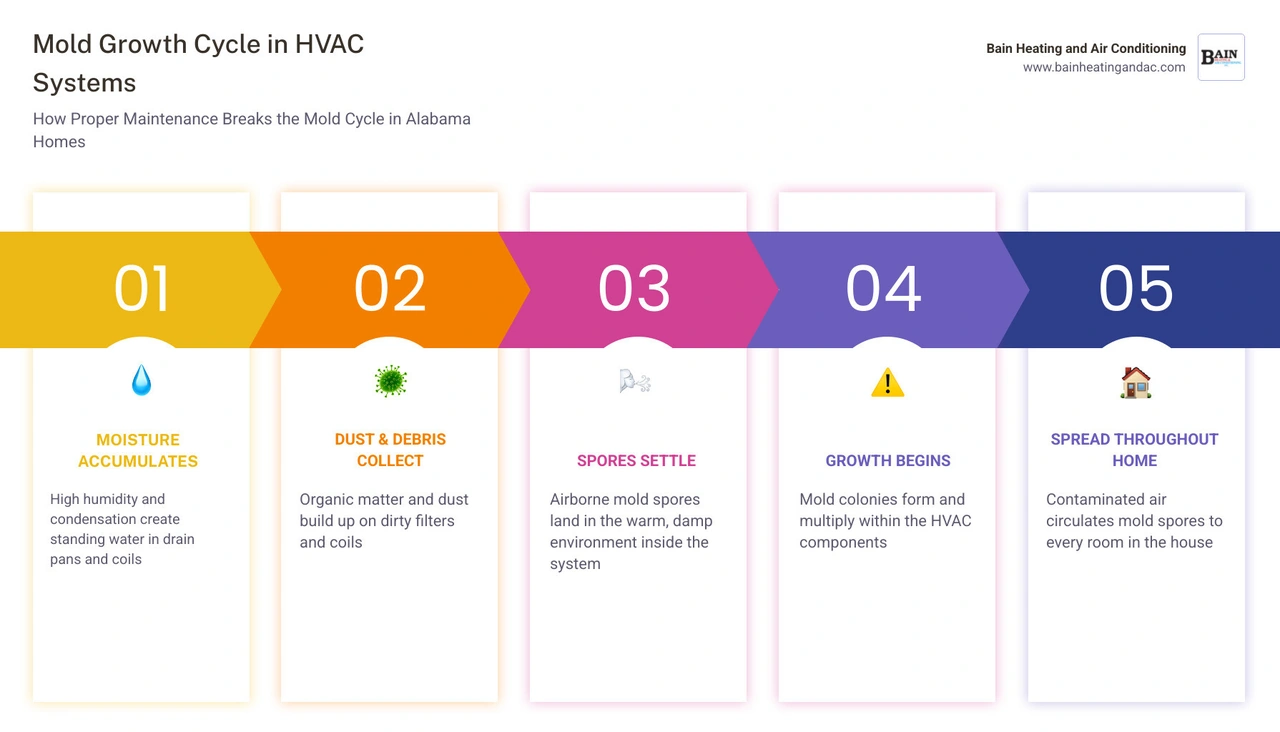 Infographic showing mold growth cycle in HVAC systems and how maintenance breaks it infographic Infographic showing mold growth cycle in HVAC systems and how maintenance breaks it infographic