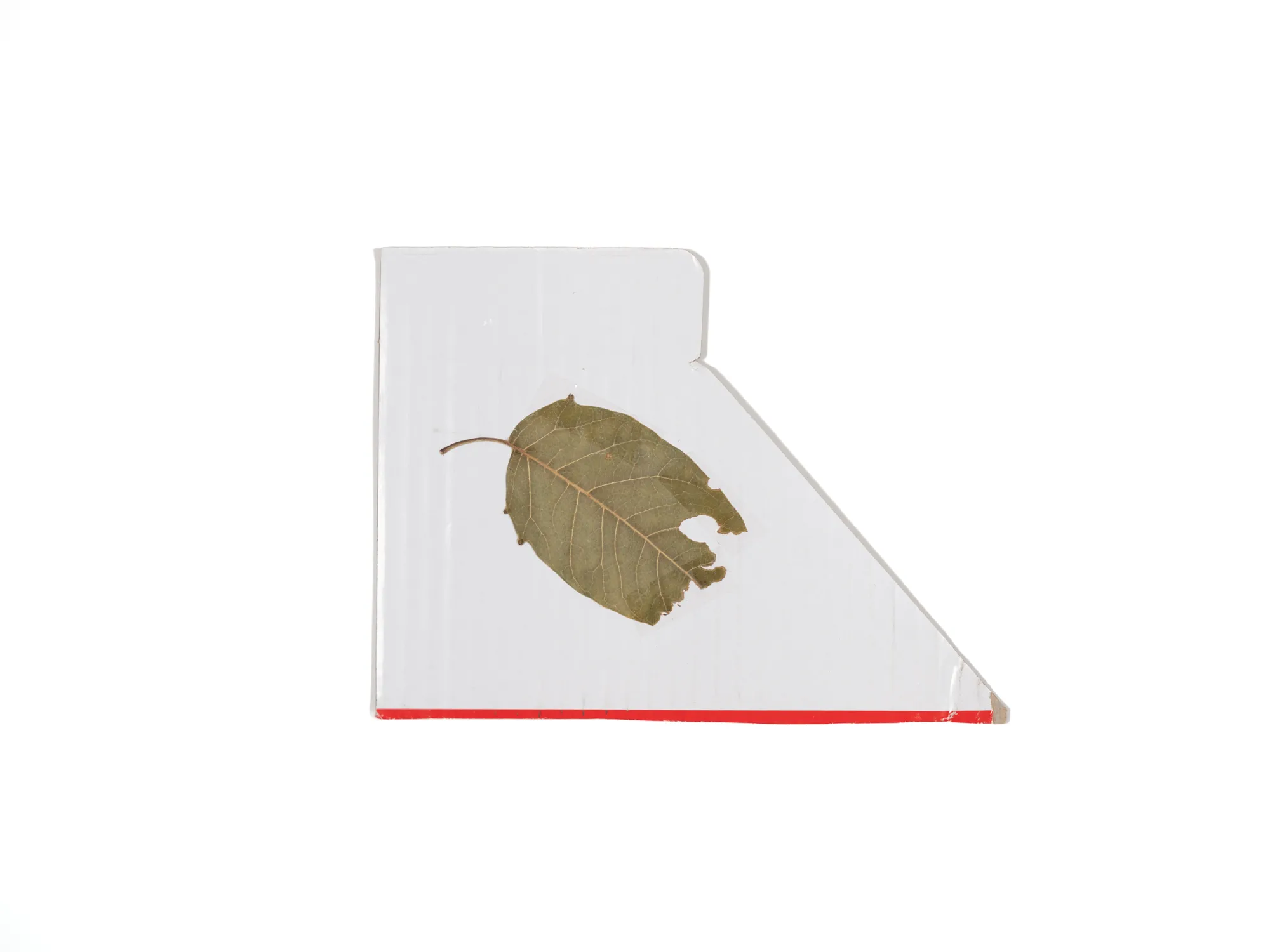 Cardboard XS 044 — Leaf