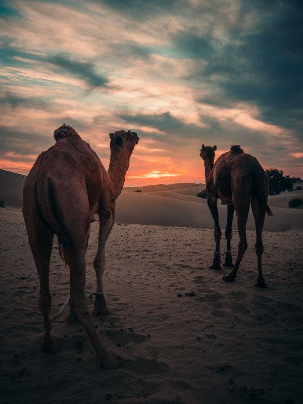Two camels walking on desert sand dunes during a colorful sunset with a dramatic sky.