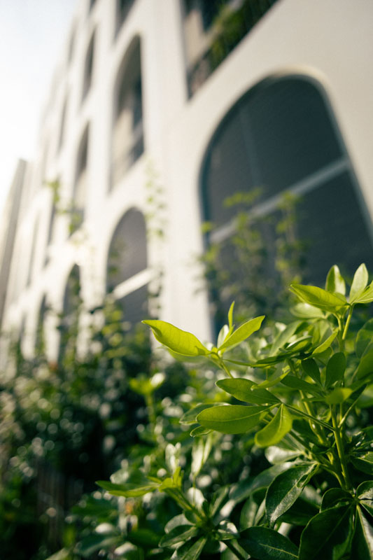 Close-up of green leaves in front of a white building with arched windows.