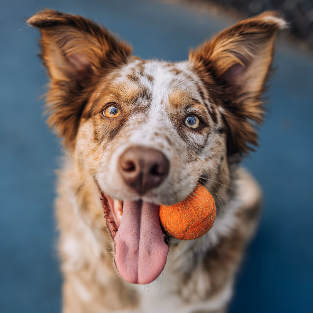 Happy dog with toy in mouth