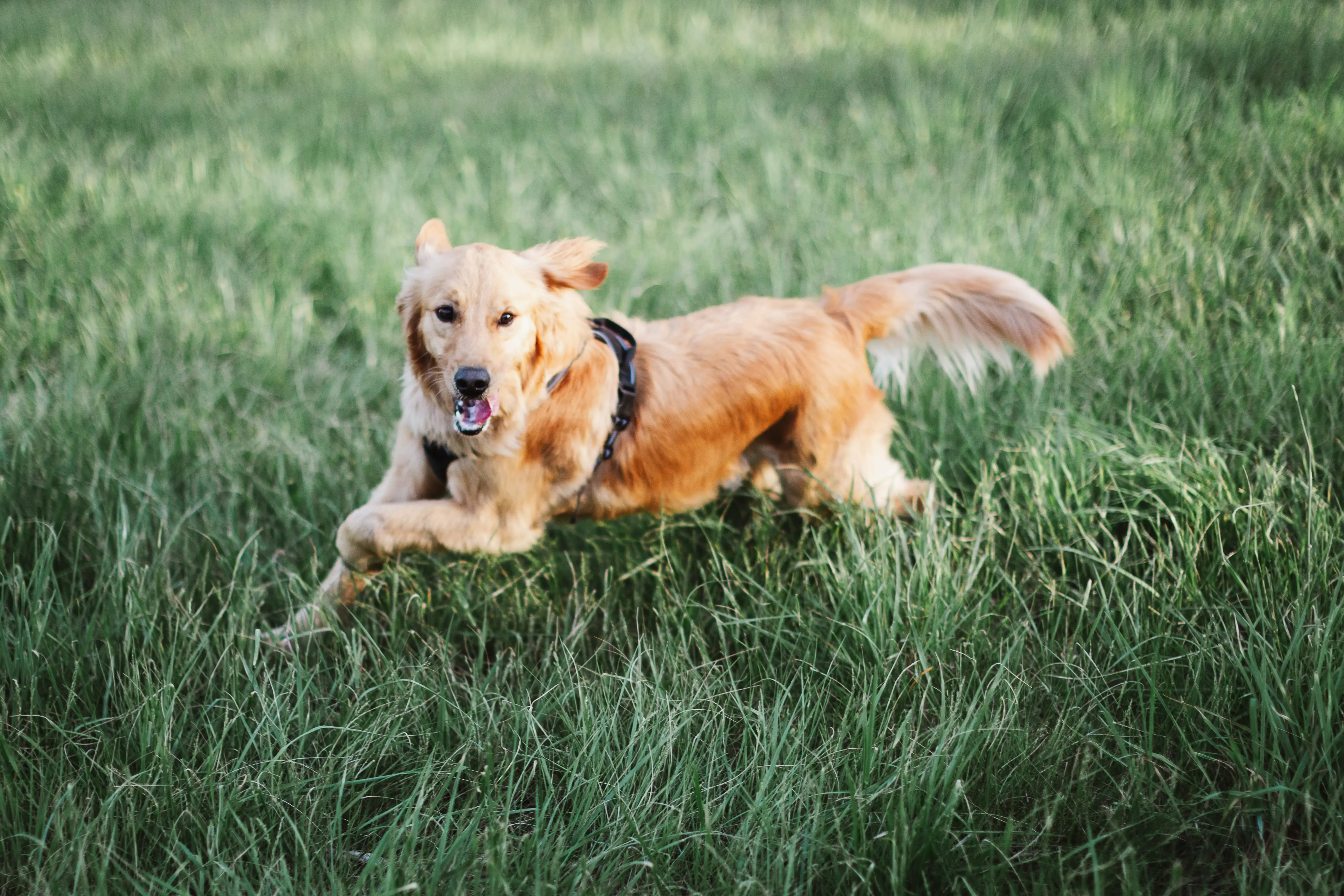 Dog running around in the facility's grass
