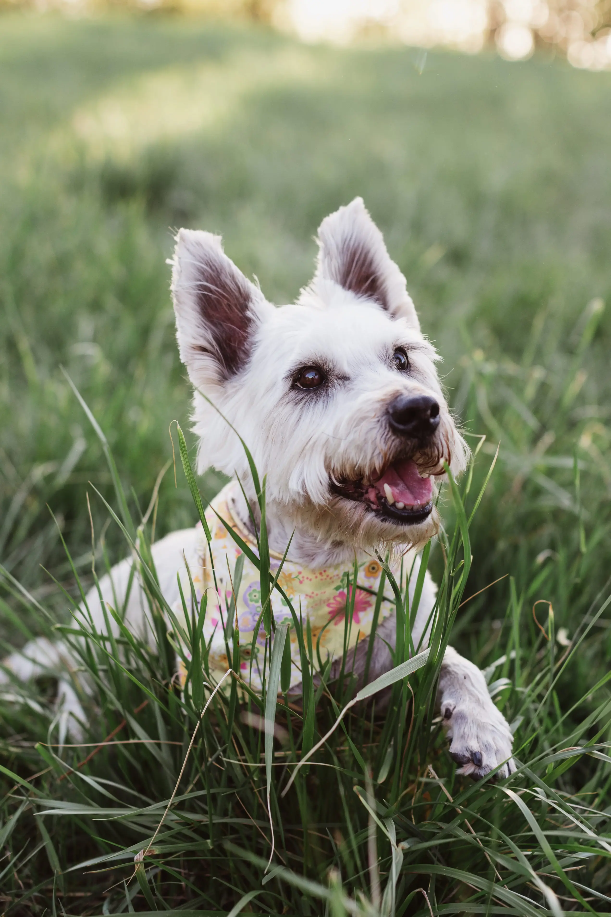 Jeremy and Starla's dog, Zoey