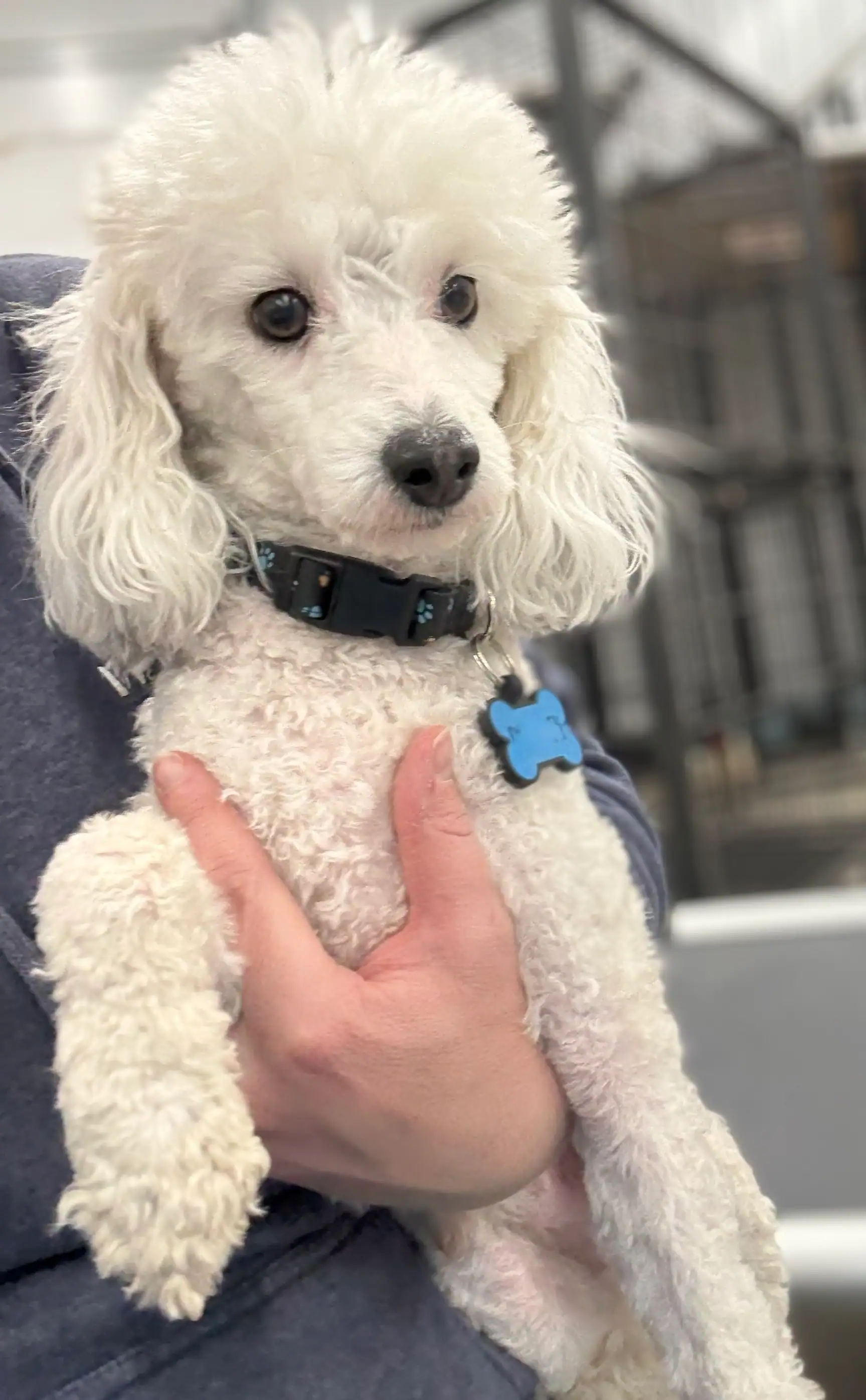 Small white poodle dog with curly fur being held by a person wearing a dark blue sleeve, wearing a collar with a blue bone-shaped tag.
