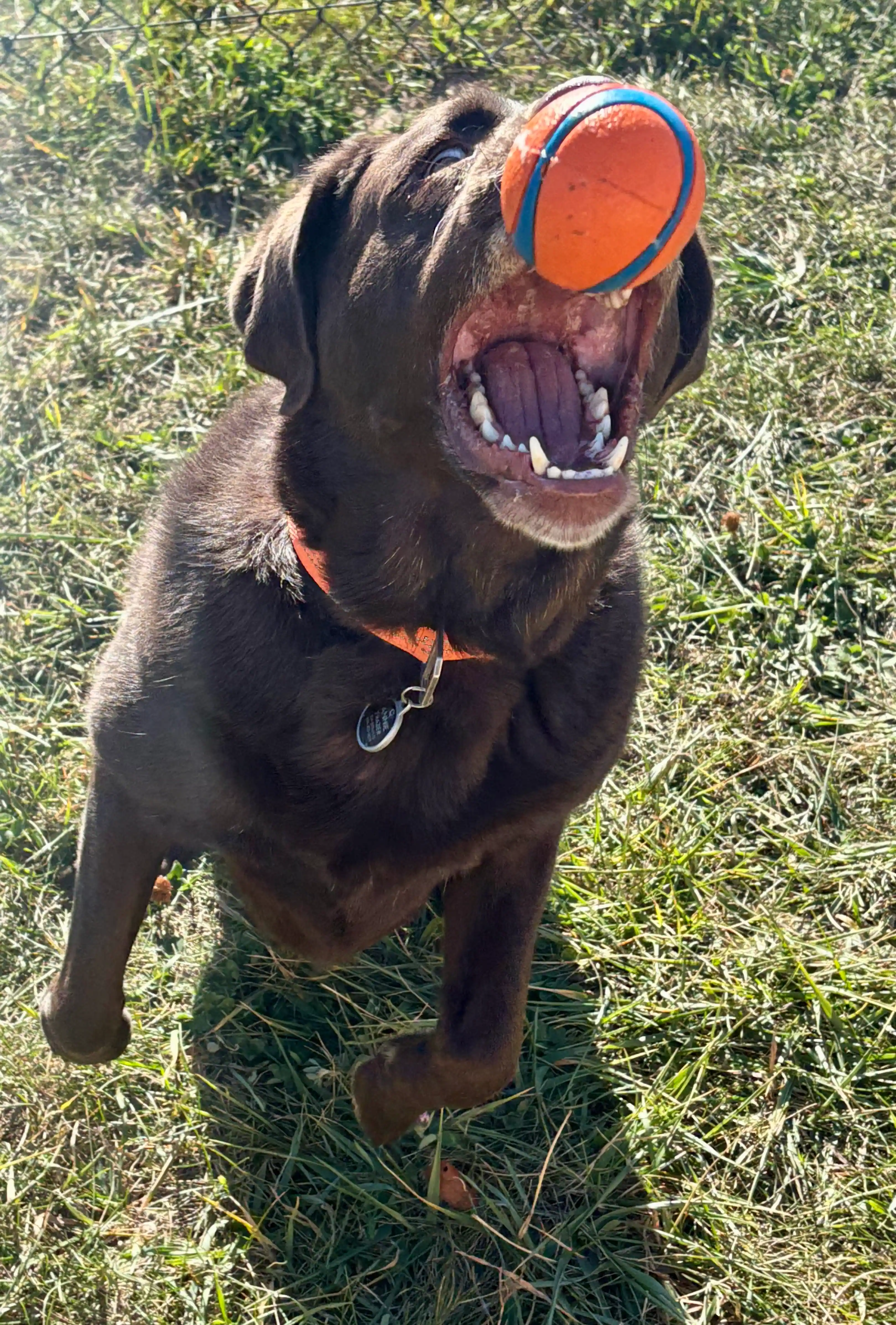 Chocolate Labrador retriever jumping to catch an orange and blue ball in its mouth on grass.