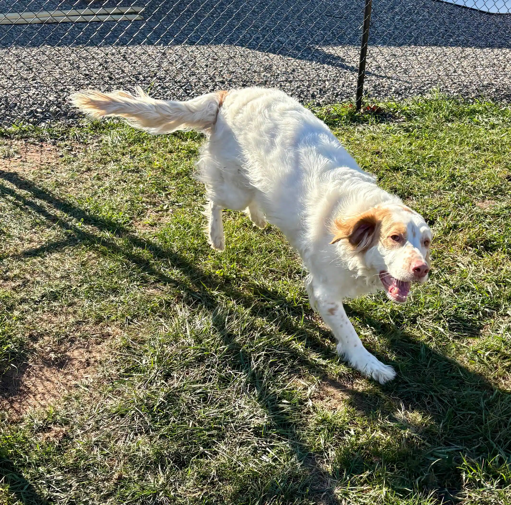 White and light brown dog running on grass next to a chain-link fence on a sunny day.
