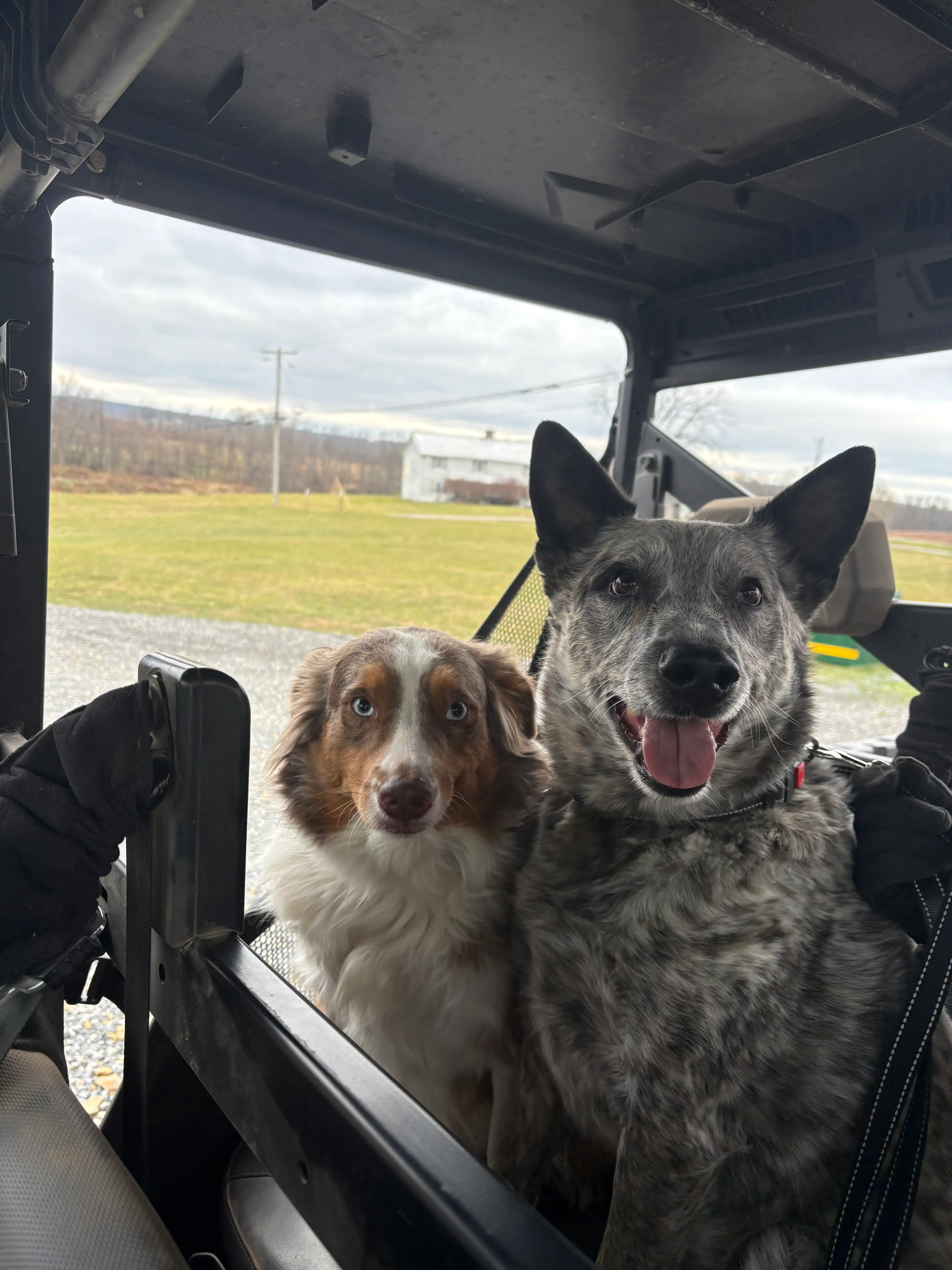 Two dogs sitting inside a vehicle; one is a brown and white dog with blue eyes, and the other is a happy gray and black speckled dog with its tongue out.