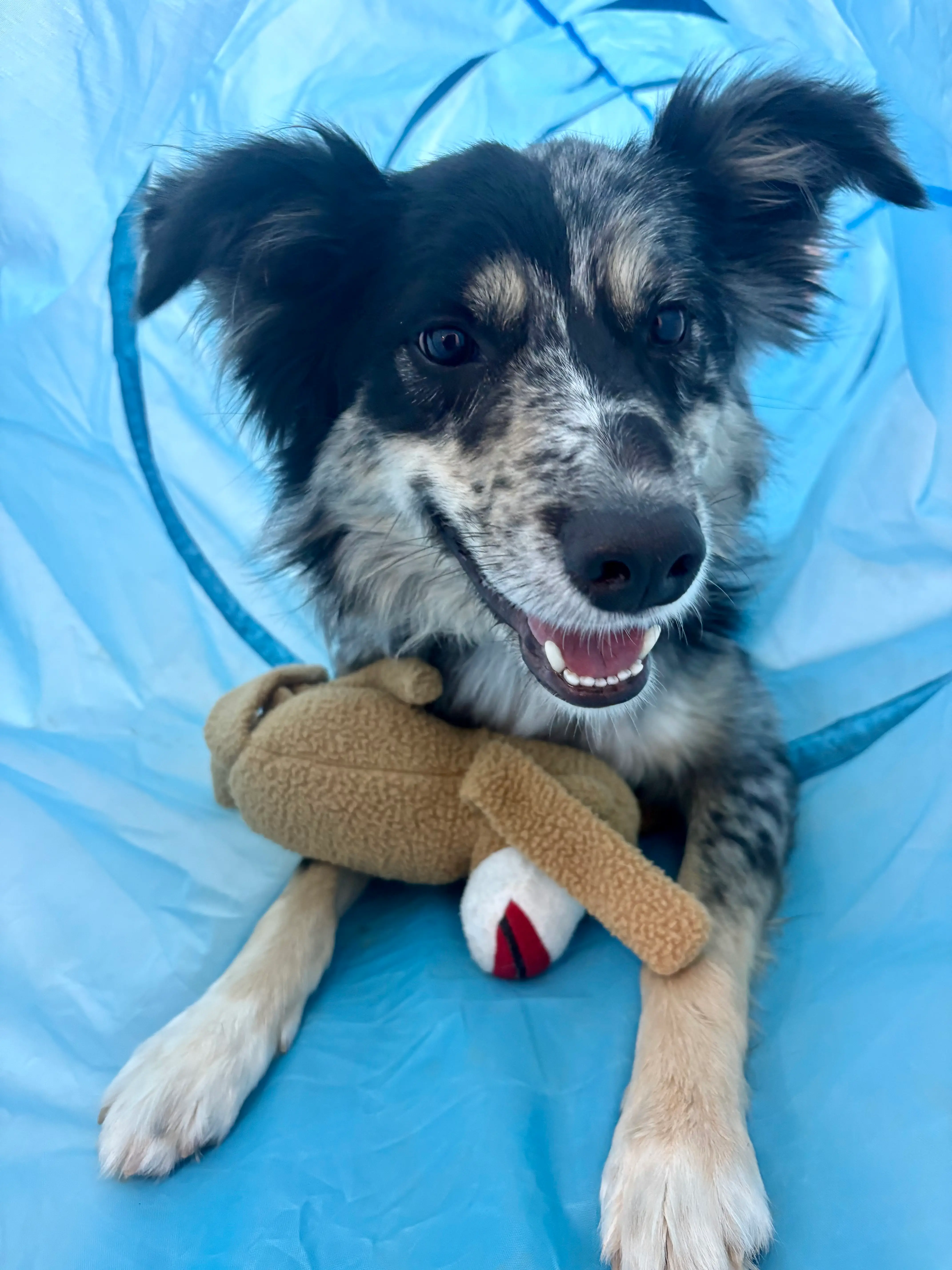 Smiling black and white dog lying inside a blue play tunnel with a brown plush toy.