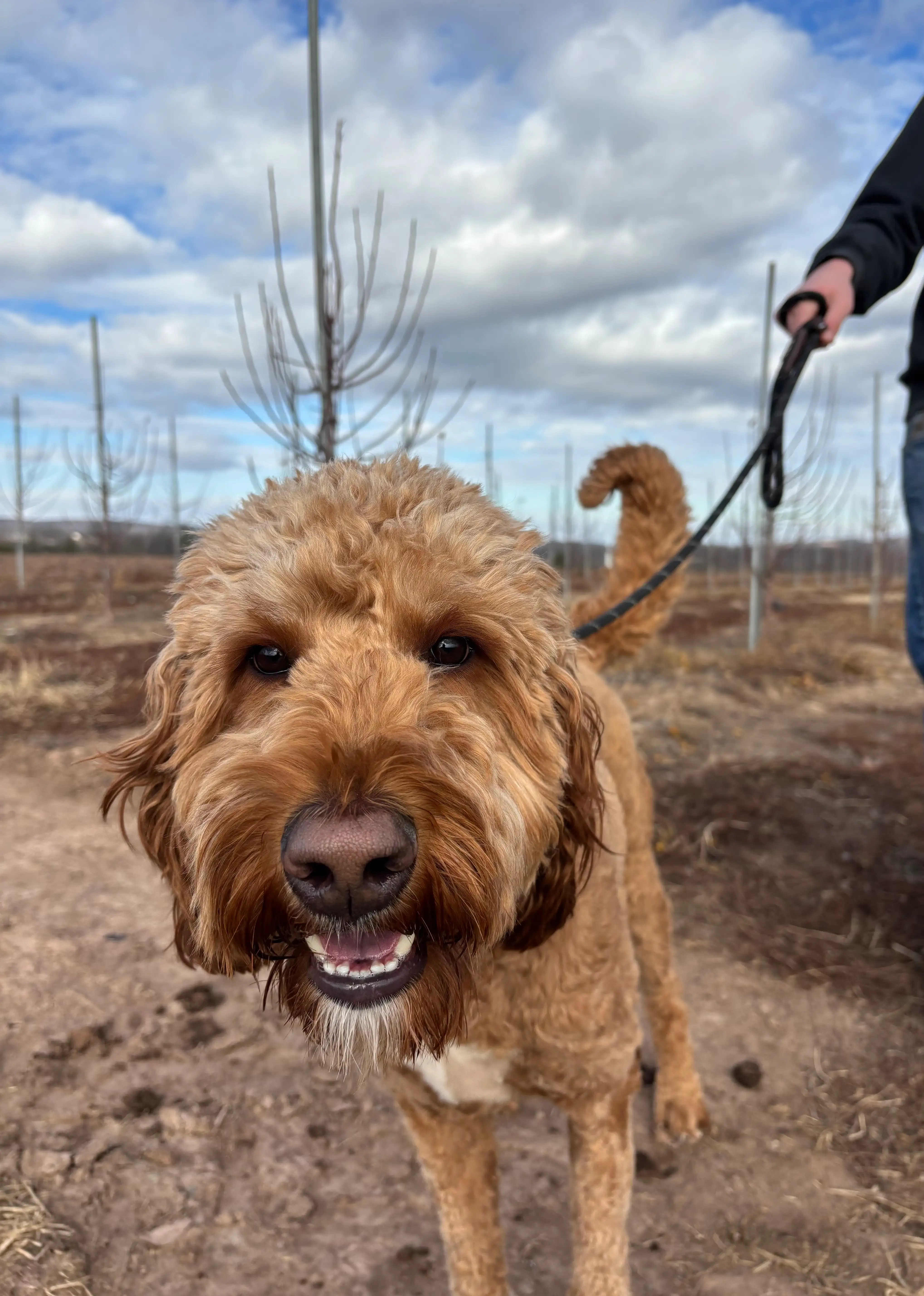 Close-up of a smiling curly-haired brown dog on a leash outdoors with a cloudy sky and bare trees in the background.