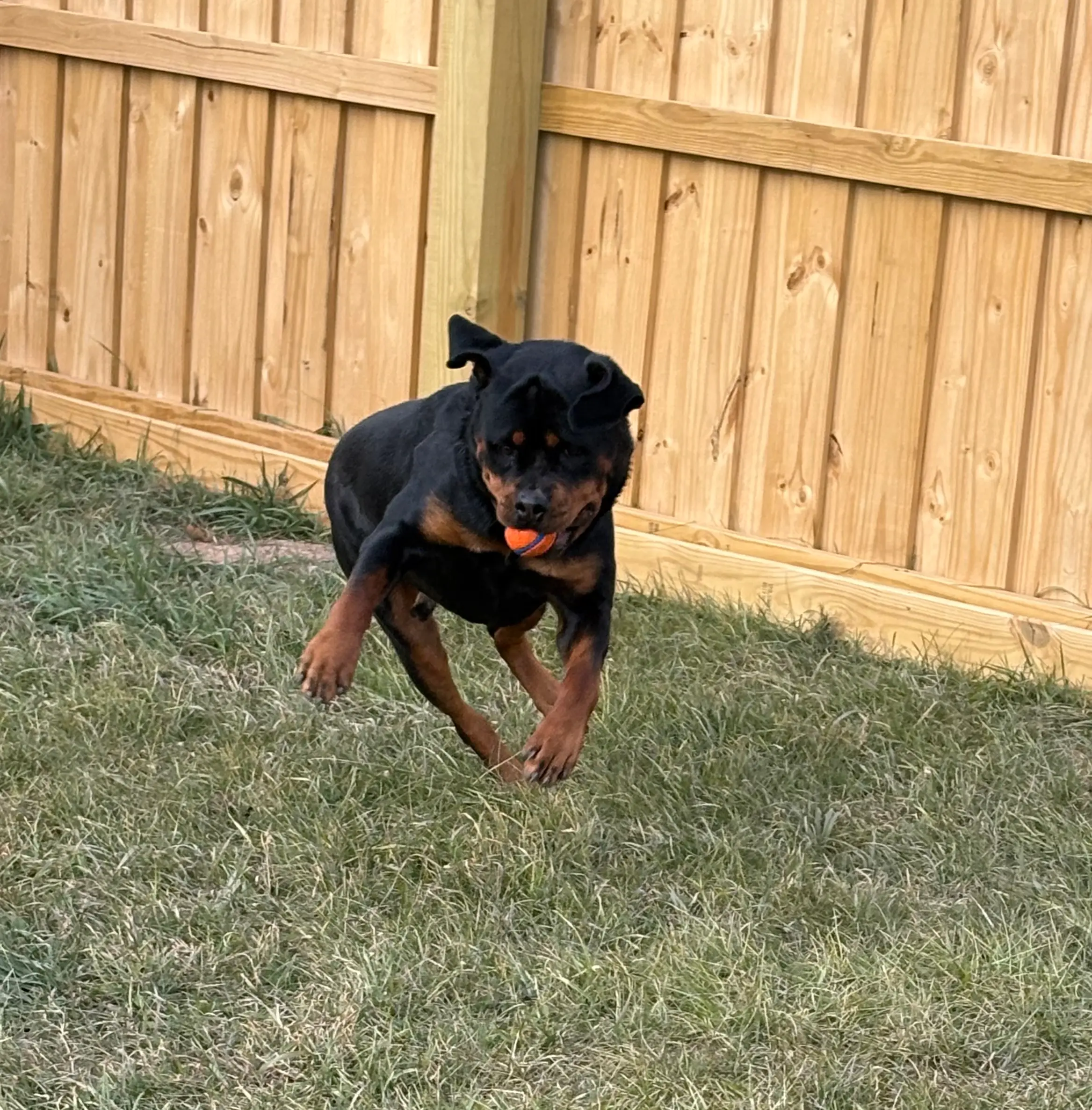 Rottweiler running on grass with an orange ball in its mouth near a wooden fence.