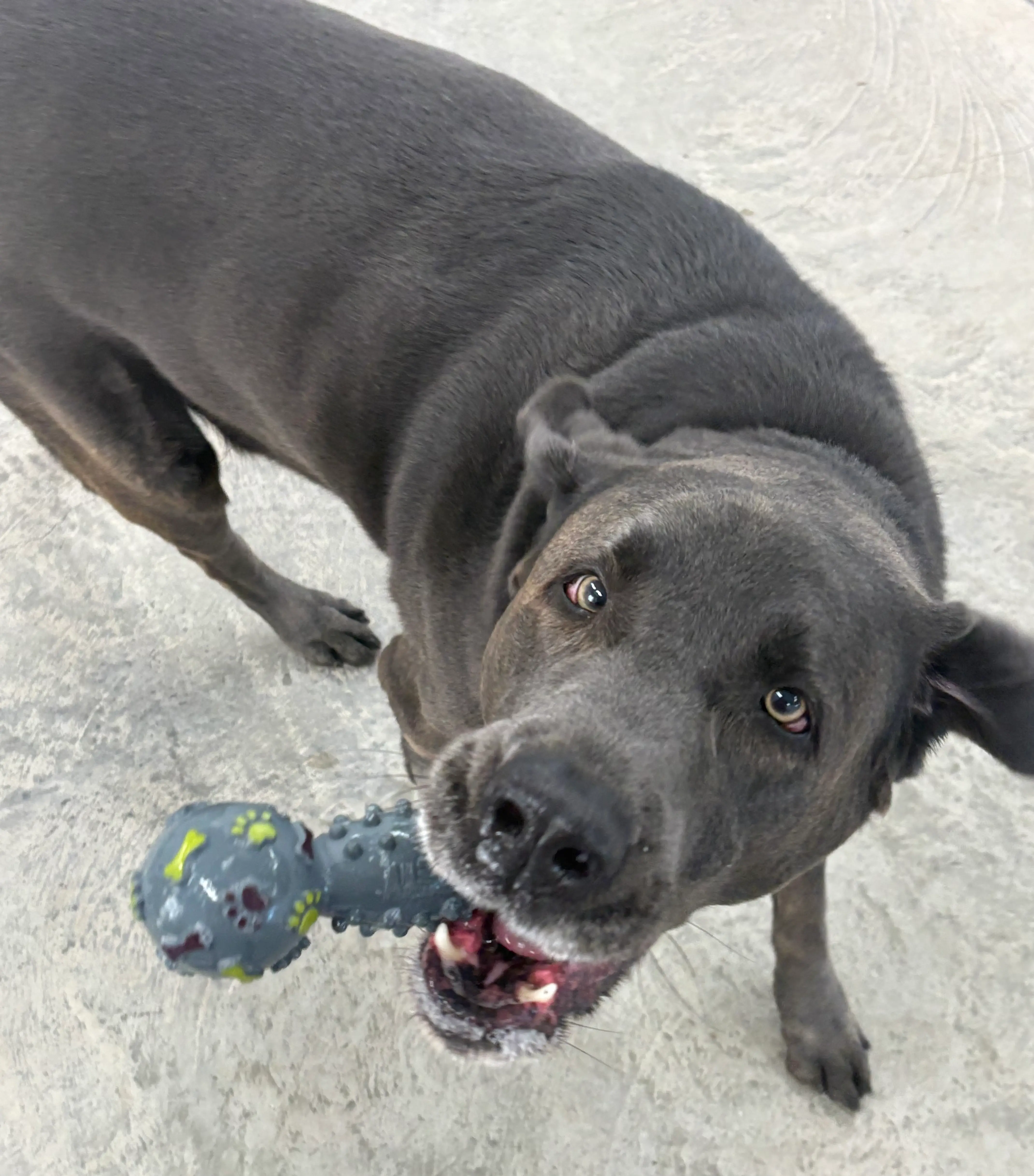 Gray dog holding a textured blue toy with paw and bone prints in its mouth standing on a concrete floor.