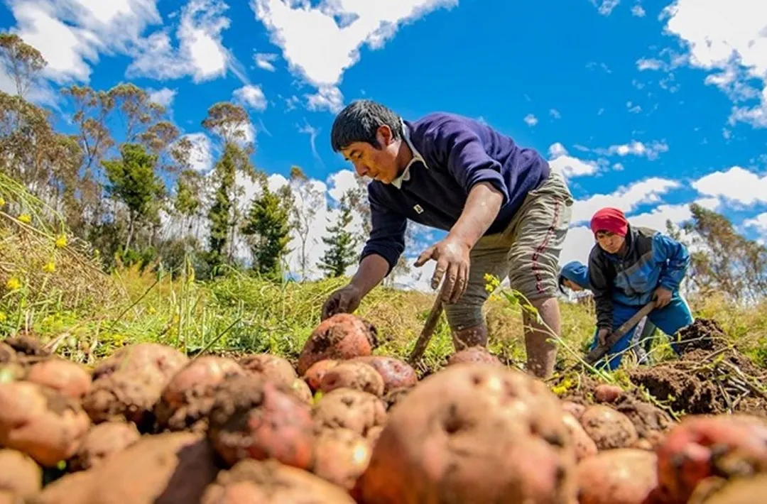 imagen de agricultor cultivando papa