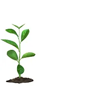 Imagen de planta