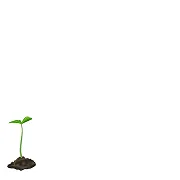 Imagen de planta