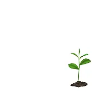 Imagen de planta