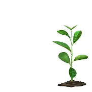 Imagen de planta