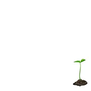 Imagen de planta