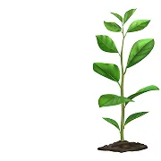 Imagen de planta