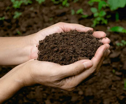 Imagen de guano natural