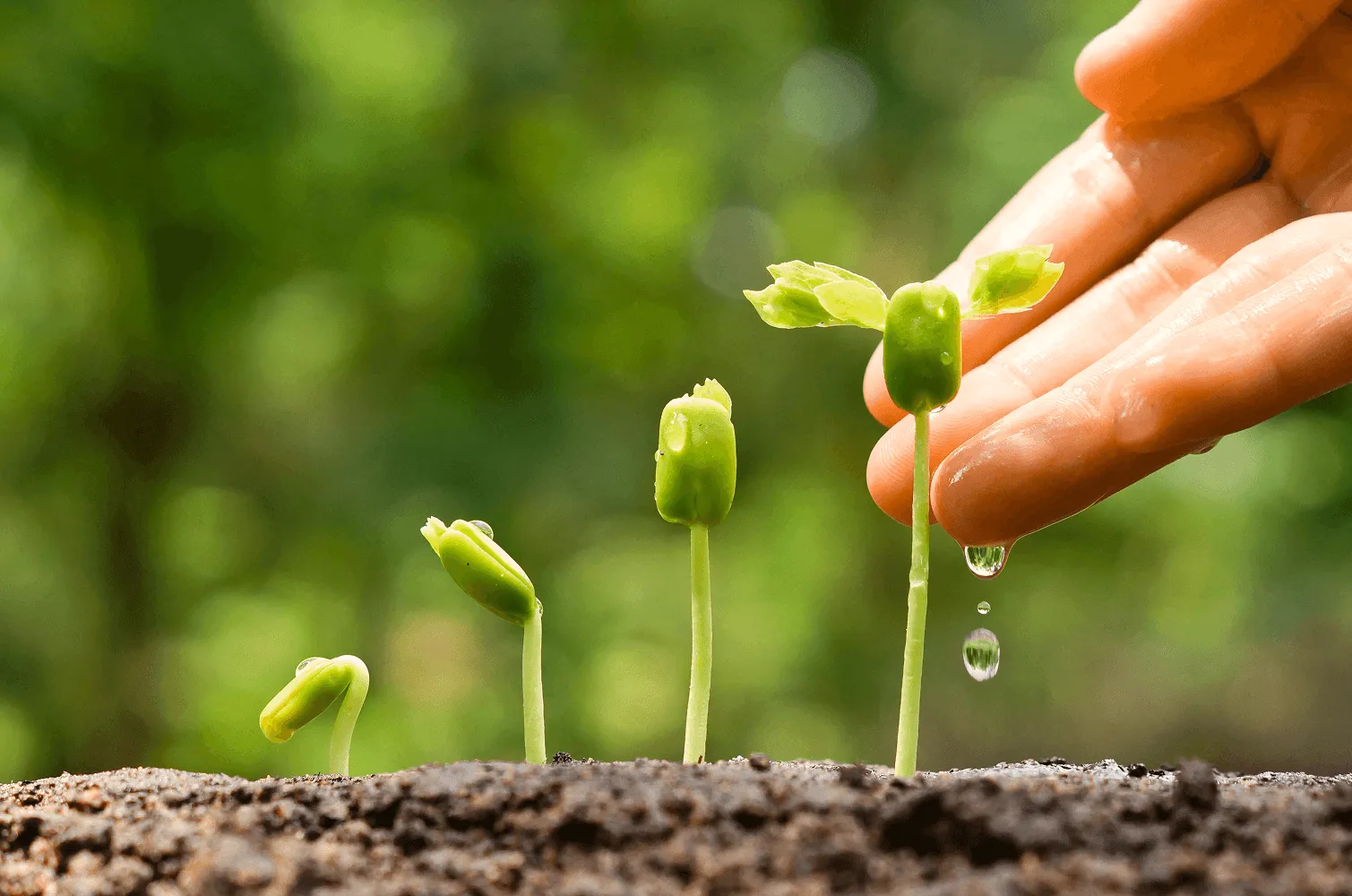 Imagen de banner web. Plantas en crecimiento.