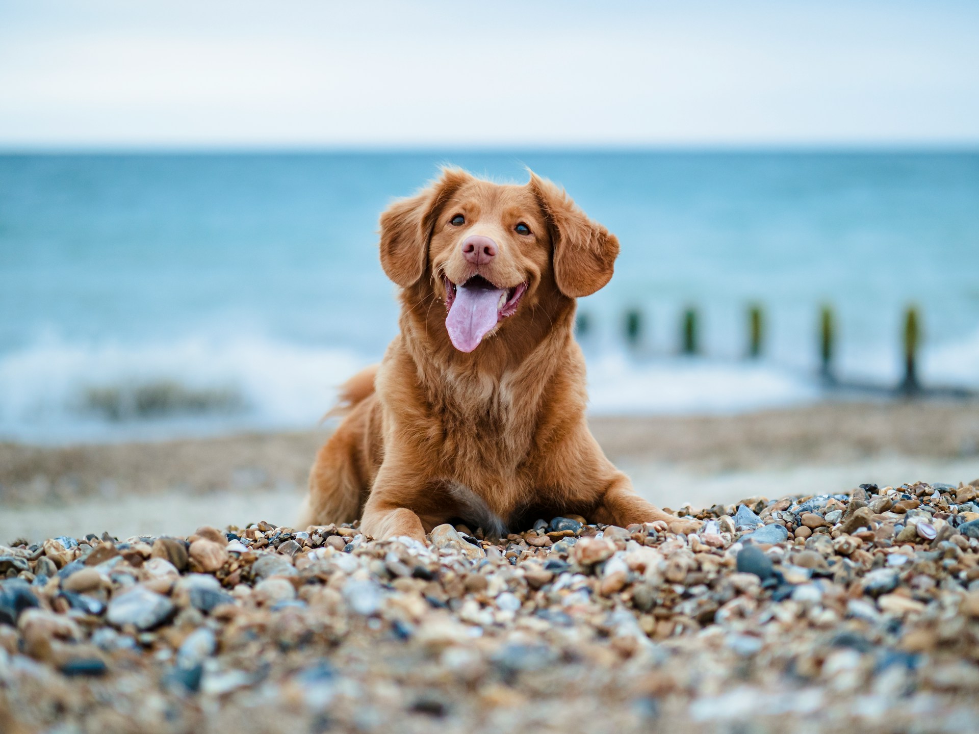 Golden retriever sitting on the beach in Ocean County, NJ — Shore Stay Pet Care hero image