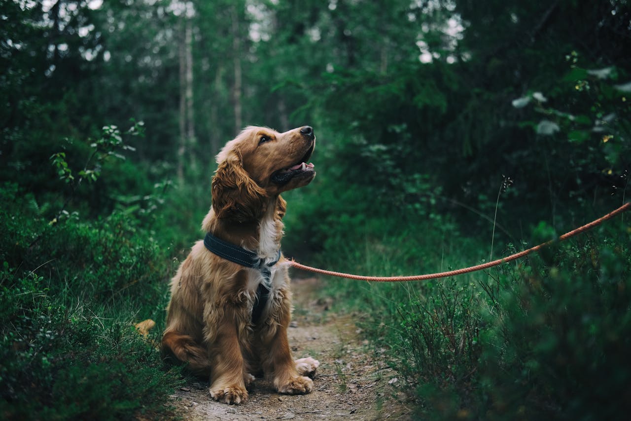 Dog enjoying a walk during a Shore Stay Pet Care daytime check-in visit in the Jersey Shore area