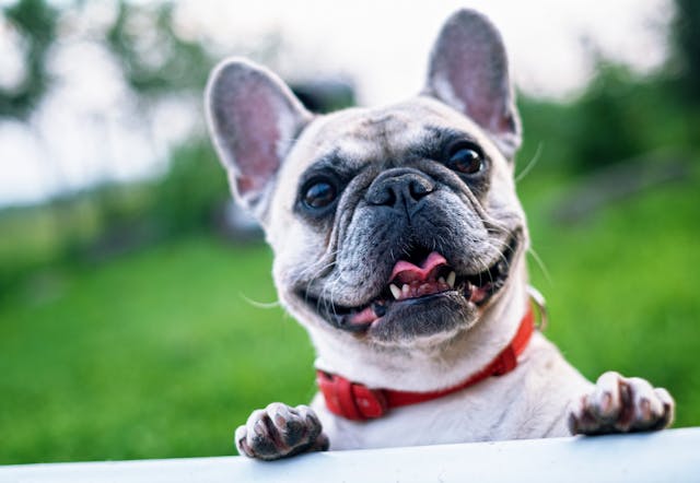 French bulldog outdoors — multi-visit dog care packages from Shore Stay Pet Care