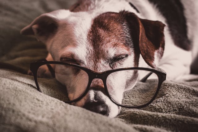 Senior dog relaxing at home with glasses — Shore Stay overnight in-home pet sitting