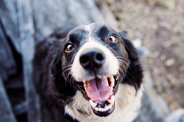Happy border collie — custom pet care add-ons available for reactive or special needs dogs