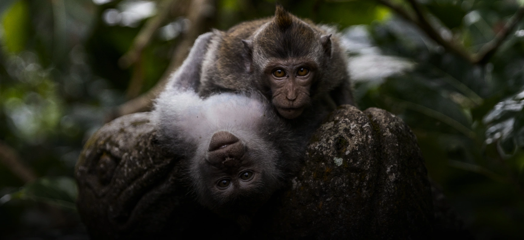 Two macaque monkeys resting closely on a stone surface in a forested area.