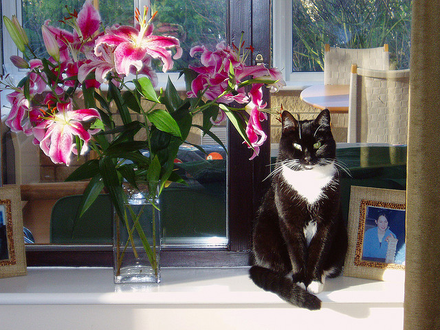 Cat sitting by some lilies