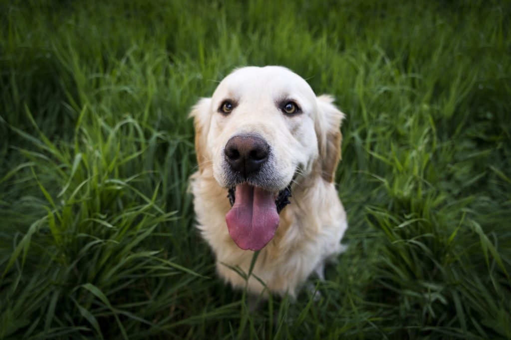 Retriever in the grass