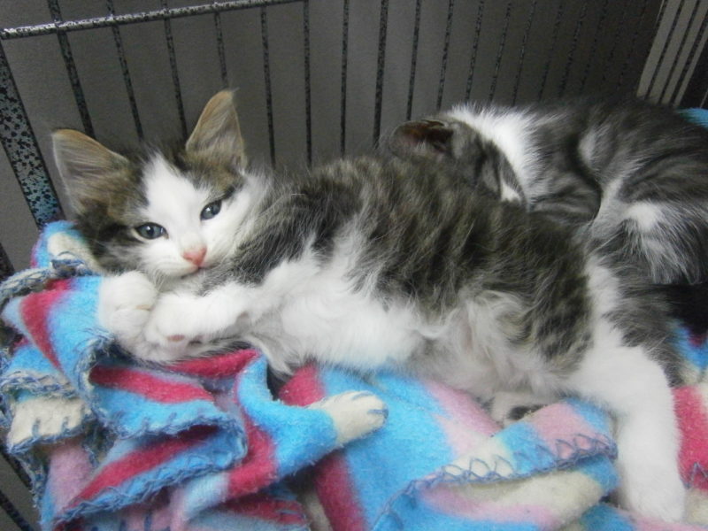 Kitten snuggling up on a blanket