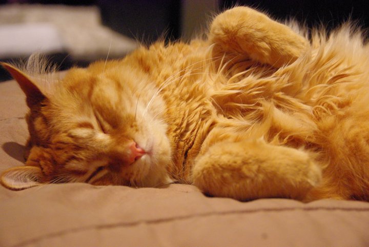 Ginger cat lying down