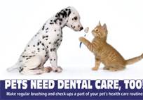 Pets need dental care too