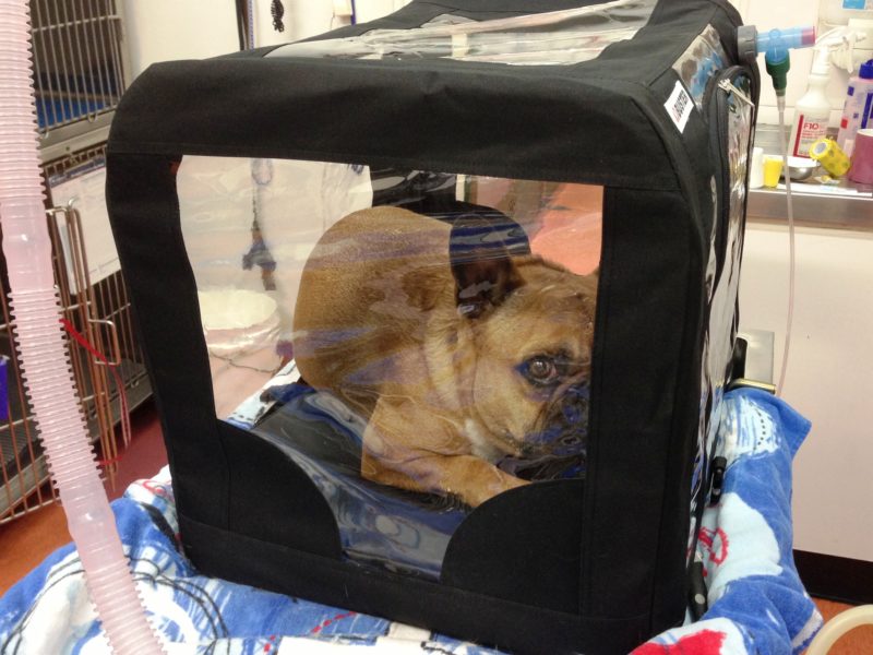 Marlo the French Bulldog