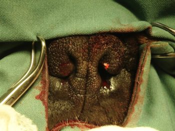 Dog breathing surgery before and after